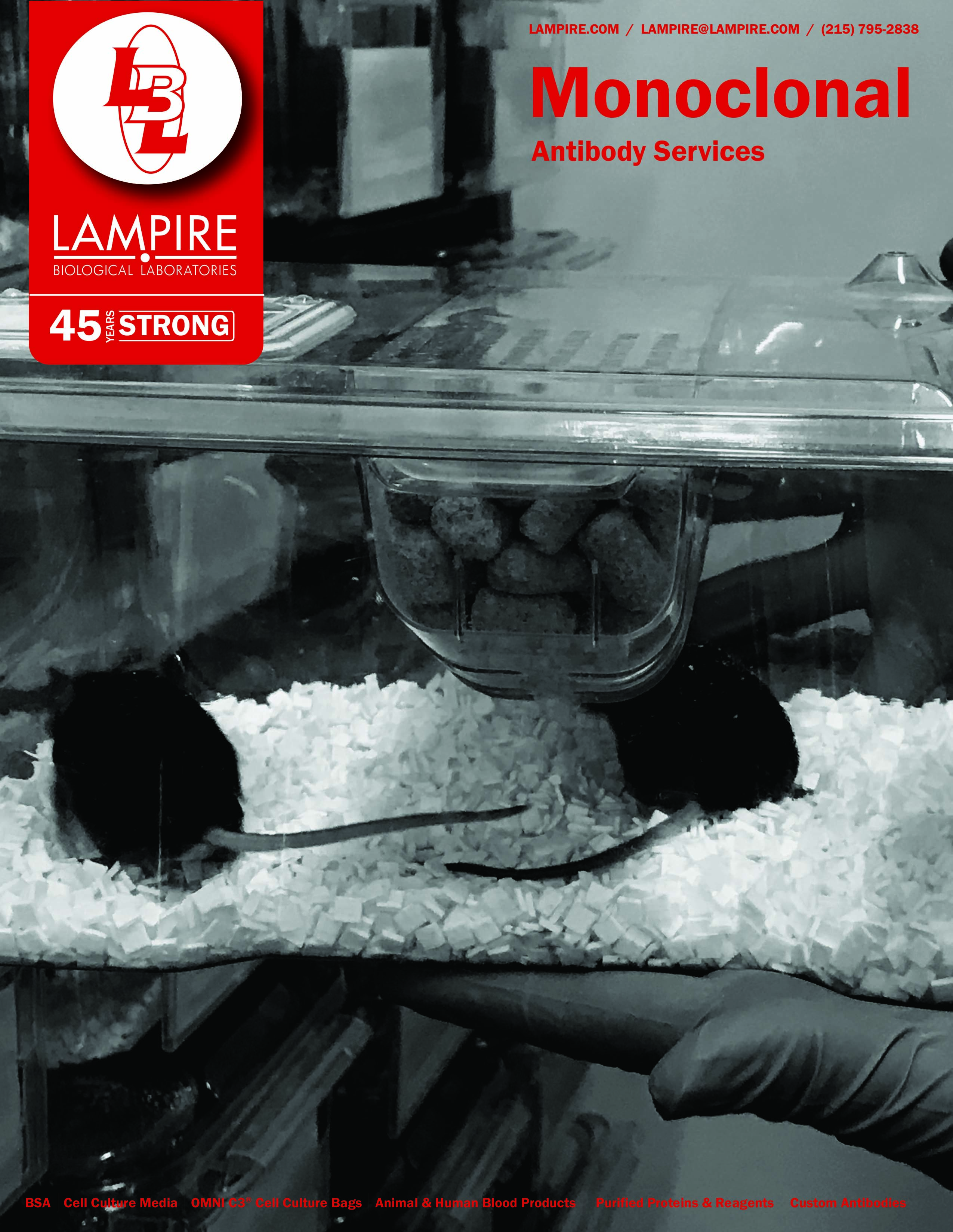 Monoclonal Antibody Services