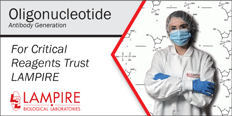 Oligonucleotide Antibody Generation