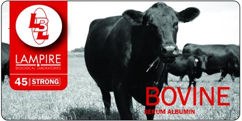 August Featured Flyer